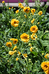 Lady Stratheden Avens (Geum 'Lady Stratheden') at Canadale Nurseries