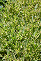 Tequila Sunrise Tickseed (Coreopsis 'Tequila Sunrise') at Canadale Nurseries