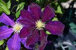 The Vagabond Clematis (Clematis 'The Vagabond') at Canadale Nurseries