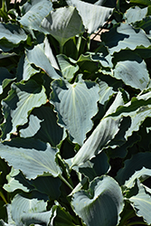 Tears In Heaven Hosta (Hosta 'Tears In Heaven') at Canadale Nurseries