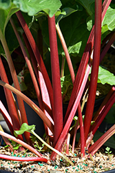Canada Red Rhubarb (Rheum 'Canada Red') at Canadale Nurseries