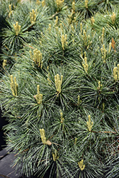 Blue Shag White Pine (Pinus strobus 'Blue Shag') at Canadale Nurseries