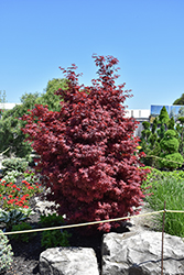 Twombly's Red Sentinel Japanese Maple (Acer palmatum 'Twombly's Red Sentinel') at Canadale Nurseries