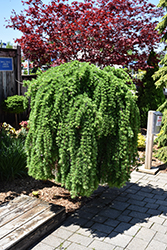 Weeping European Larch (Larix decidua 'Pendula') at Canadale Nurseries