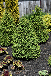 Green Mountain Boxwood (pyramid form) (Buxus 'Green Mountain (pyramid)') at Canadale Nurseries