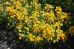Glow Orange Wallflower (Erysimum 'Glow Orange') at Canadale Nurseries