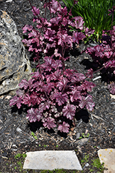 Midnight Rose Coral Bells (Heuchera 'Midnight Rose') at Canadale Nurseries