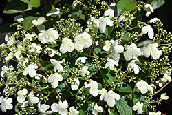 Steady Eddy Doublefile Viburnum (Viburnum plicatum 'NCVP1') at Canadale Nurseries