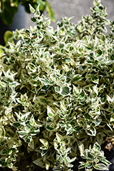 Dan's Delight Wintercreeper (Euonymus fortunei 'Dandel') at Canadale Nurseries