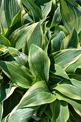 Lakeside Dragonfly Hosta (Hosta 'Lakeside Dragonfly') at Canadale Nurseries