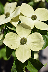 Starlight Flowering Dogwood (Cornus 'KN4-43') at Canadale Nurseries