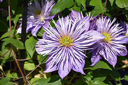 Crystal Fountain Clematis (Clematis 'Crystal Fountain') at Canadale Nurseries
