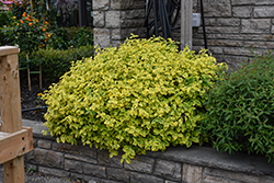 Canadale Gold Wintercreeper (Euonymus fortunei 'Canadale Gold') at Canadale Nurseries
