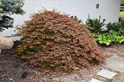 Orangeola Cutleaf Japanese Maple (Acer palmatum 'Orangeola') at Canadale Nurseries