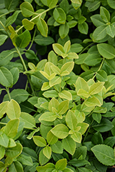 Sarcoxie Wintercreeper (Euonymus fortunei 'Sarcoxie') at Canadale Nurseries