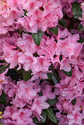 Aglo Rhododendron (Rhododendron 'Aglo') at Canadale Nurseries