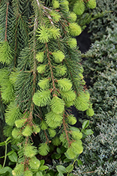 Weeping Norway Spruce (Picea abies 'Pendula') at Canadale Nurseries