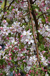 Red Jade Flowering Crab (Malus 'Red Jade') at Canadale Nurseries