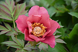 Old Rose Dandy Peony (Paeonia 'Old Rose Dandy') at Canadale Nurseries