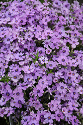 Eye Shadow Creeping Phlox (Phlox subulata 'Eye Shadow') at Canadale Nurseries