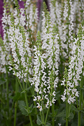 White Profusion Meadow Sage (Salvia nemorosa 'White Profusion') at Canadale Nurseries