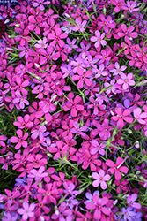 Crackerjack Moss Phlox (Phlox douglasii 'Crackerjack') at Canadale Nurseries