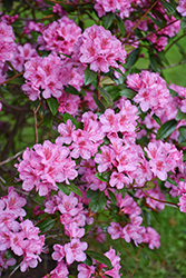 Aglo Rhododendron (Rhododendron 'Aglo') at Canadale Nurseries