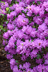 P.J.M. Elite Rhododendron (Rhododendron 'P.J.M. Elite') at Canadale Nurseries