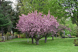 Kwanzan Flowering Cherry (Prunus serrulata 'Kwanzan') at Canadale Nurseries