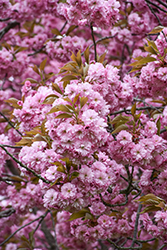 Kwanzan Flowering Cherry (Prunus serrulata 'Kwanzan') at Canadale Nurseries