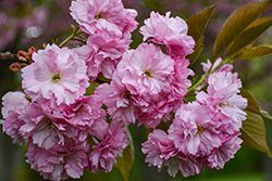 Kwanzan Flowering Cherry (Prunus serrulata 'Kwanzan') at Canadale Nurseries