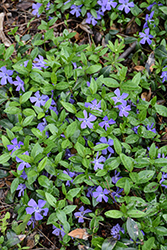 Common Periwinkle (Vinca minor) at Canadale Nurseries