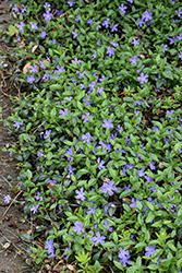Common Periwinkle (Vinca minor) at Canadale Nurseries