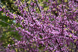 Eastern Redbud (Cercis canadensis) at Canadale Nurseries