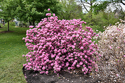 Aglo Rhododendron (Rhododendron 'Aglo') at Canadale Nurseries