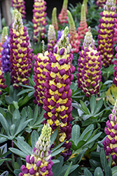 Westcountry Manhattan Lights Lupine (Lupinus 'Manhattan Lights') at Canadale Nurseries