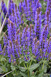 Sallyrosa April Night Meadow Sage (Salvia nemorosa 'DSALRS203') at Canadale Nurseries
