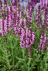 Pink Nebula Meadow Sage (Salvia nemorosa 'Pink Nebula') at Canadale Nurseries