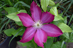 Bourbon Clematis (Clematis 'Bourbon') at Canadale Nurseries