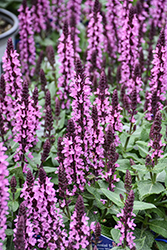 Midnight Rose Meadow Sage (Salvia nemorosa 'Midnight Rose') at Canadale Nurseries
