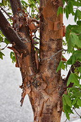 Paperbark Maple (Acer griseum) at Canadale Nurseries