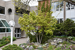 Coral Bark Japanese Maple (Acer palmatum 'Sango Kaku') at Canadale Nurseries