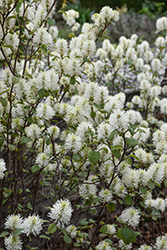 Legend Of The Fall Fothergilla (Fothergilla 'ALICE') at Canadale Nurseries