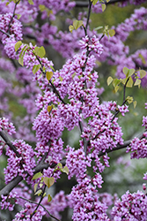 Eastern Redbud (Cercis canadensis) at Canadale Nurseries