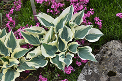 Firn Line Hosta (Hosta 'Firn Line') at Canadale Nurseries