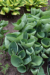 Abiqua Drinking Gourd Hosta (Hosta 'Abiqua Drinking Gourd') at Canadale Nurseries