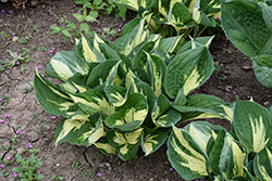 Pathfinder Hosta (Hosta 'Pathfinder') at Canadale Nurseries