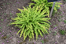 Party Streamers Hosta (Hosta 'Party Streamers') at Canadale Nurseries
