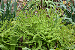 Northern Maidenhair Fern (Adiantum pedatum) at Canadale Nurseries