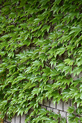 Boston Ivy (Parthenocissus tricuspidata) at Canadale Nurseries